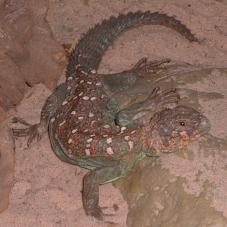 Ocellated Uromastyx (Uromastyx ocellatus)