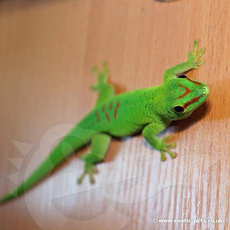 Madagascan Giant Day Gecko