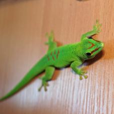 Madagascan Giant Day Gecko (Phelsuma grandis)