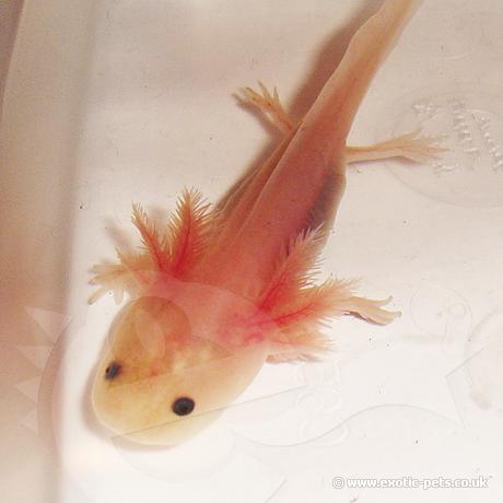 Baby White Axolotl