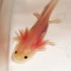 Baby White Axolotl photo