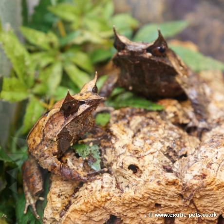 Long Nosed Horned Frog