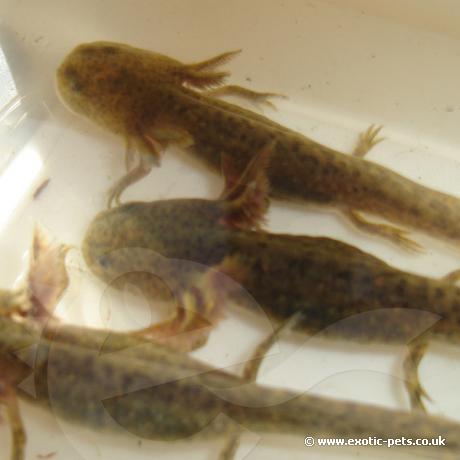 Juvenile Wild Type Axolotls