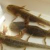 Juvenile Wild Type Axolotls photo