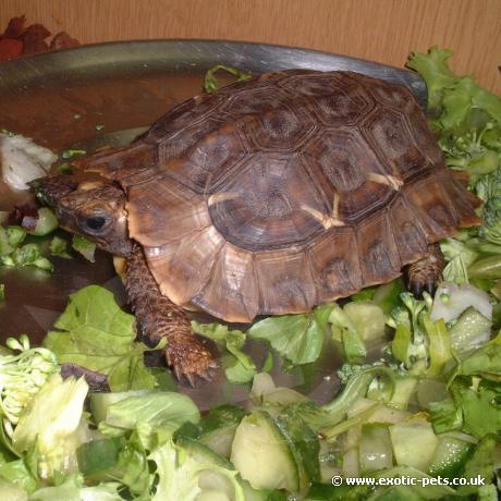 Homes Hinged Back Tortoise - Kinixys homeana