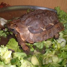 Homes Hinged Back Tortoise (Kinixys homeana)