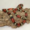 Nelsons Milk Snake - Adult Male photo