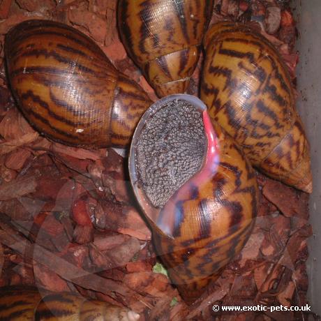 Giant Tiger Land Snail