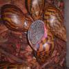 Giant Tiger Land Snail photo