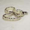 Californian King Snake - High White photo