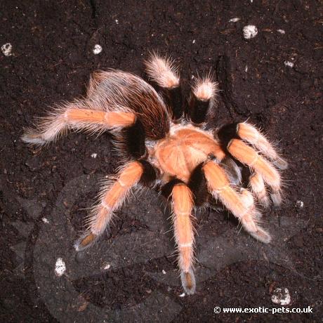 Mexican Blood Leg Tarantula