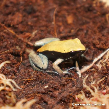 Blue Leg Mantella