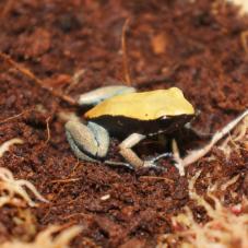 Blue Leg Mantella (Mantella expectata)