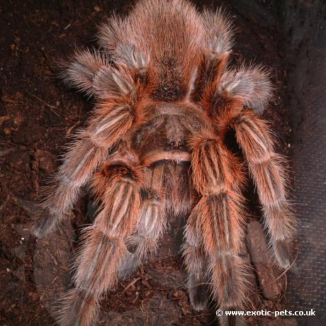 Chile Red Rose Tarantula