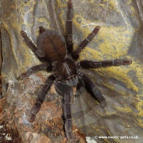 Borneo Black Tarantula