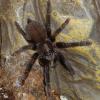 Borneo Black Tarantula photo