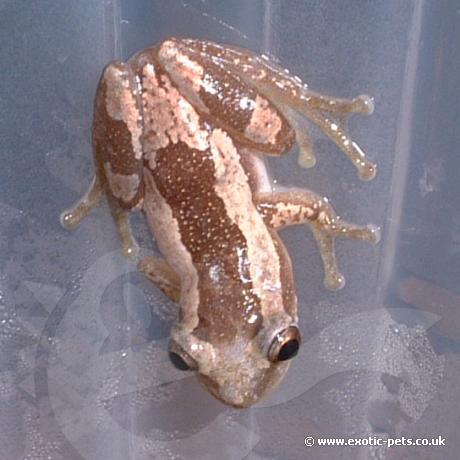 Striped Spiny Reed Frog