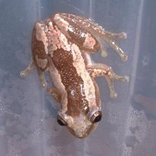 Striped Spiny Reed Frog (Afrixalus dorsalis)