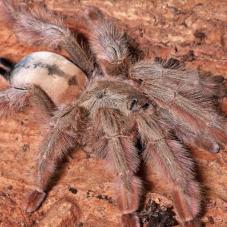 Panama Blonde (Psalmopoeus pulcher)