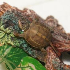 Reeves Turtle (Chinemys reevesii)