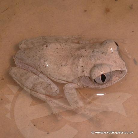 African Big Eye Tree Frog in water