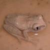 African Big Eye Tree Frog in water photo