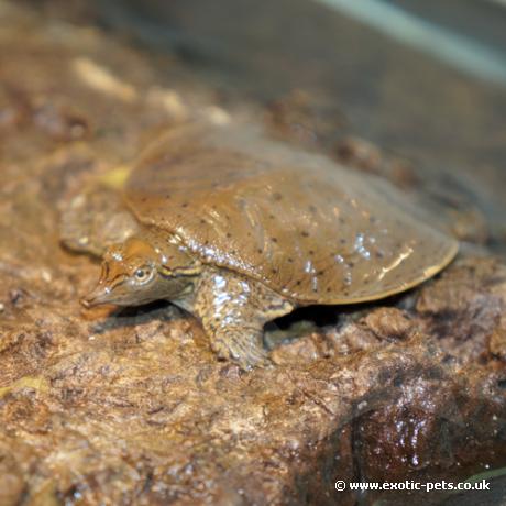 Florida Soft Shell Turtle - Apalone ferox
