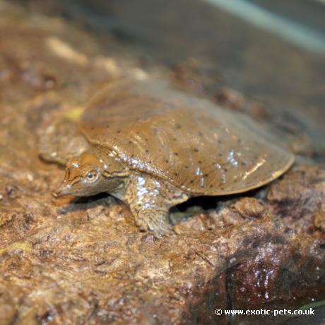 Florida Soft Shell Turtle