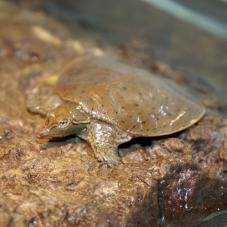 Florida Soft Shell Turtle (Apalone ferox)