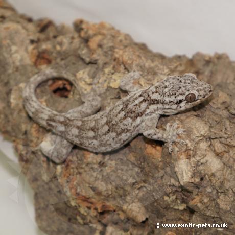 Giant Madagascan Velvet Gecko