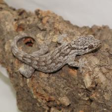 Giant Madagascan Velvet Gecko (Blaesodactylus sakalava)