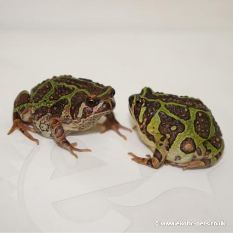 Madagascan Burrowing Frog