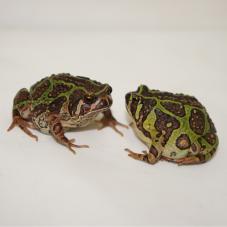 Madagascan Burrowing Frog (Scaphiophryne madagascariensis)