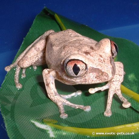 African Big Eyed Tree Frog resting