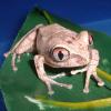 African Big Eyed Tree Frog resting photo