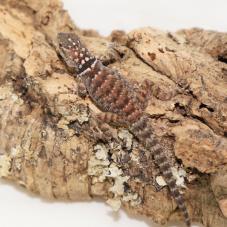 Blue Spiny Swift (Sceloporus serrifer cyanogenys)