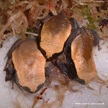 Baby False Tomato Frogs