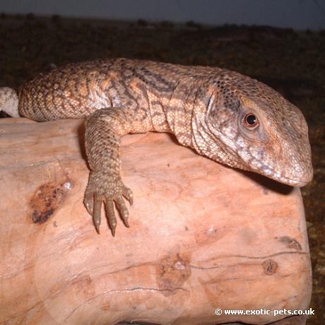 Bosc Monitor resting on log