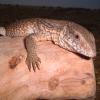 Bosc Monitor resting on log photo