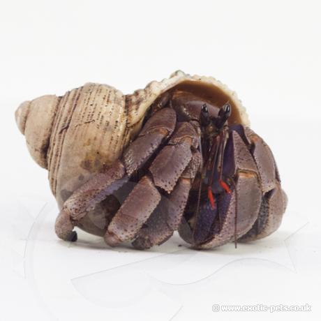 Viola Hermit Crabs