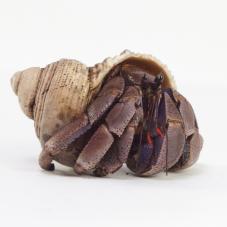 Viola Hermit Crabs (Coenobita violascens)