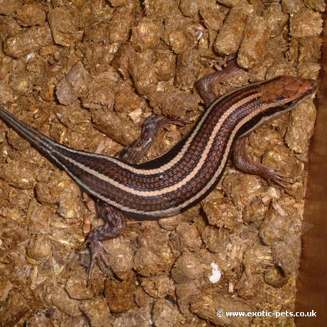 Blue Tailed Skink