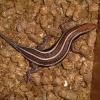 Blue Tailed Skink photo