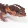 African Fat Tailed Gecko Headshot photo