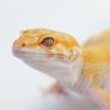 Super Hypo Carrot Tail Headshot photo