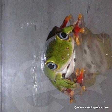 Ghana Reed Frog