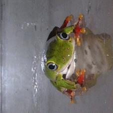 Ghana Reed Frog (Hyperolius fusciventris)