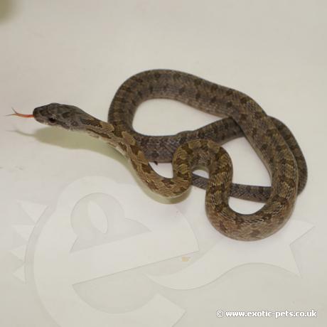 Bairds Rat Snake