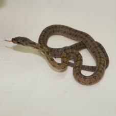 Bairds Rat Snake (Elaphe bairdi)