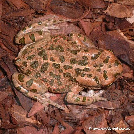 Egyptian Green Toad